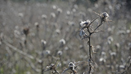 Campo oscuro