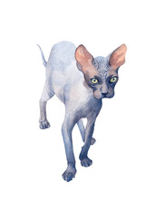 Blue Sphynx Cat with green eyes attentive looking into the distance. Watercolor illustration.
