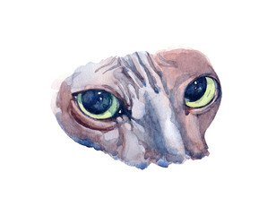 Obraz premium Blue Sphynx Cat with green eyes standing in profile on white background. Watercolor illustration.