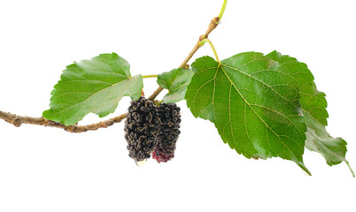 mulberries fruit and mulberry leaf on white background