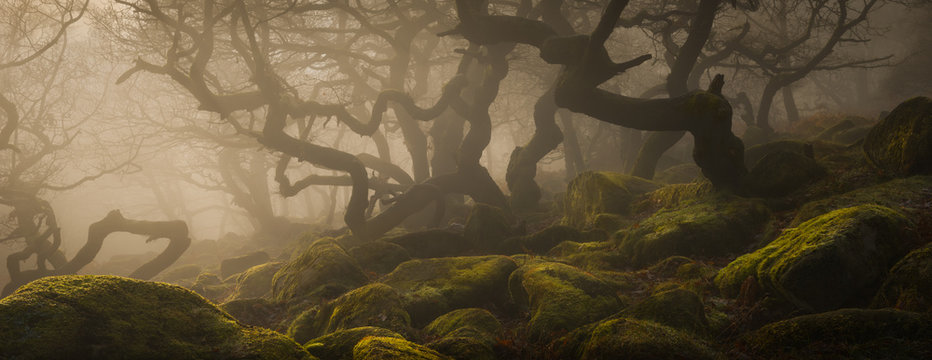 Ancient Woodland in the Peak District