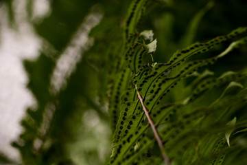 Fern in garden 