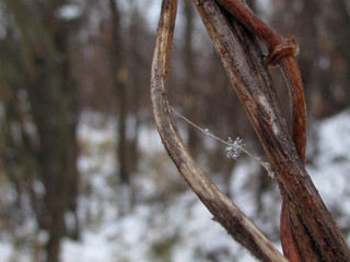snowflake, winter, nature, tree, snow, fragile. 