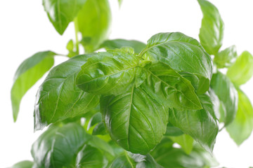 herb green basil in flowerpot