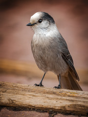 A grey jay, the national bird of Canda, on top of Sulphur Mountain, Banff