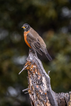 an american robin on top of Sulphur Mountain, Banff National Park
