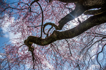 桜の木を見上げる
