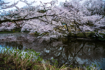 Obraz na płótnie Canvas 桜と池
