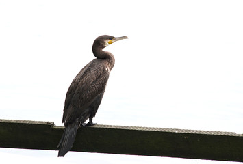 cormorant on white background
