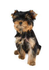 Puppy sitting on white