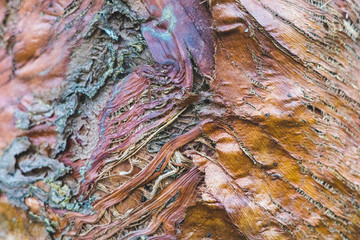 Surface of old trunk palm tree. Texture Background.