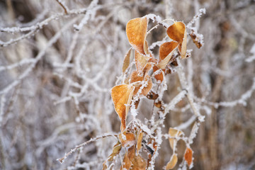 Winter. Snow covered yellow autumn leaves. Nature is waiting for spring