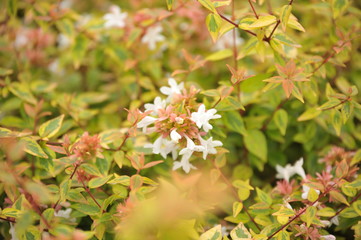 Abelia grandiflora kaleidoscope