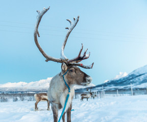 reindeer in its natural environment in scandinavia .Tromso Lapland