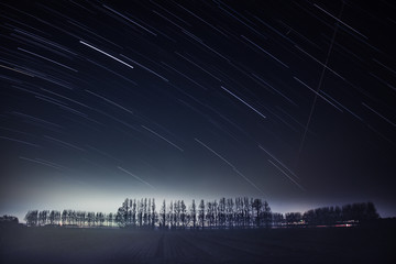 Fototapeta premium メタセコイア並木と星空
