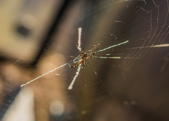 spider on a web