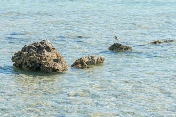 Seagull standing on a stone in the sea
