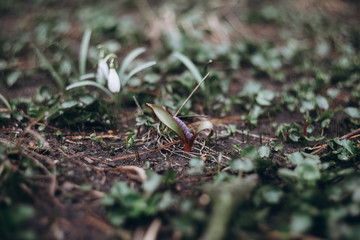 first flowers. spring. march, april, may. 
