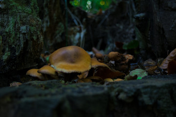 A Family of little Mushrooms on a Tree Bottom