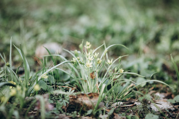 first flowers. spring. march, april, may. 