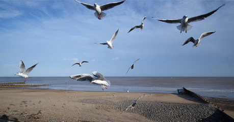 Flock of seagulls waiting to feed on discarded fast food on a seaside resort front.