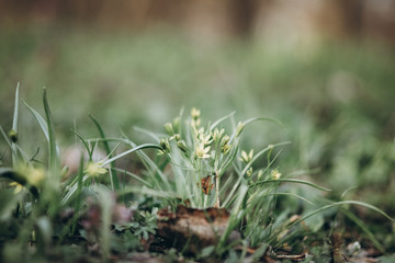 first flowers. spring. march, april, may. 