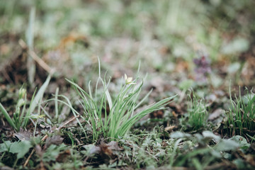 first flowers. spring. march, april, may. 