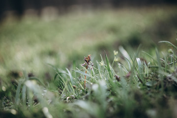 first flowers. spring. march, april, may. 