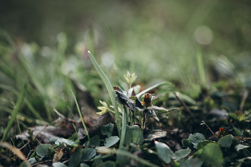 first flowers. spring. march, april, may. 