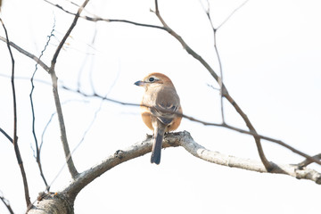 Bull headed shrike perches on a branch of winter bare tree.