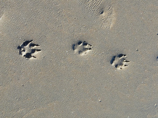 Paw Prints of a dog on sandy beach in Zeeland, Netherlands.