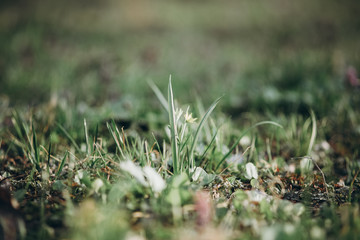 first flowers. spring. march, april, may. 