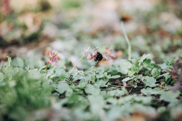 first flowers. spring. march, april, may. 