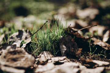 first flowers. spring. march, april, may. 