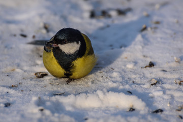 titmouse sunflower snow bird winter