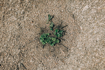 first flowers. spring. march, april, may. 