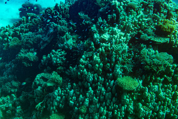 Fototapeta na wymiar red sea coral reef with hard corals, fishes and sunny sky shining through clean water - underwater photo. toned