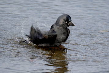 Jackdaw washing mites and dust from feathers in fresh water lake margins.