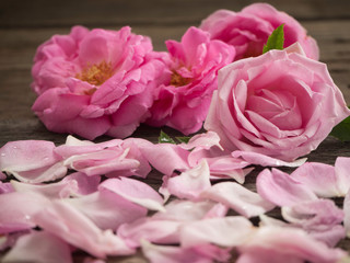 Pink roses on the old wooden floor.