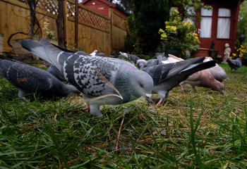 Feral pigeons feeding in urban house garden.