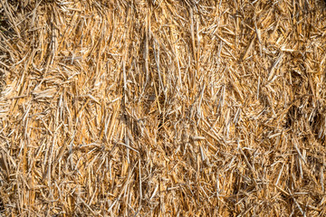 Dry yellow hay