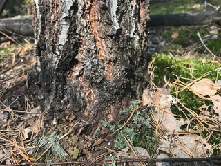 fine tree