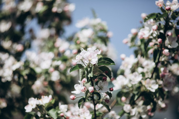 Tender apple blossom buds and flowers in the spring. The coming of spring, the awakening of nature, the first flowers, buds and leaves