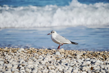 Bird on pebbles Mediterranean beach