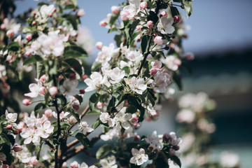 Tender apple blossom buds and flowers in the spring. The coming of spring, the awakening of nature,...