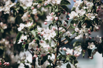 Tender apple blossom buds and flowers in the spring. The coming of spring, the awakening of nature, the first flowers, buds and leaves