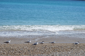 Four seagulls walking on a pebble beach with a blue sea as background