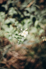 first flowers. spring. march, april, may. 