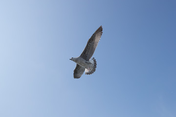 seagull in flight