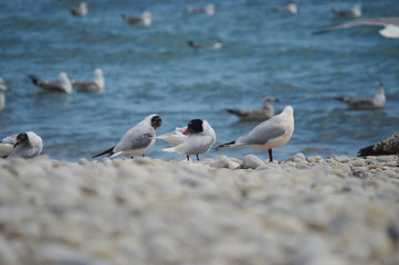 Mediterranean seagulls walking on a pebble beach